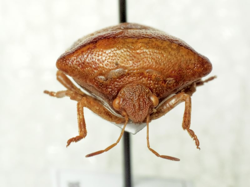 Ventocoris trigonus (Krynicki, 1871)